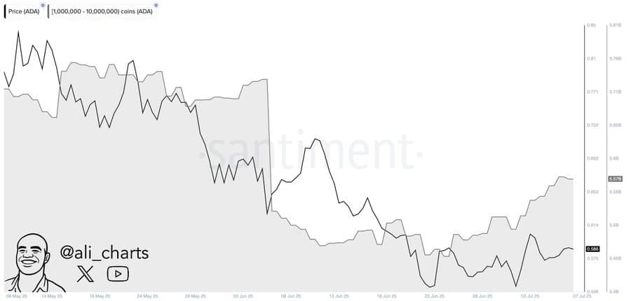 ADA whale accumulation chart.