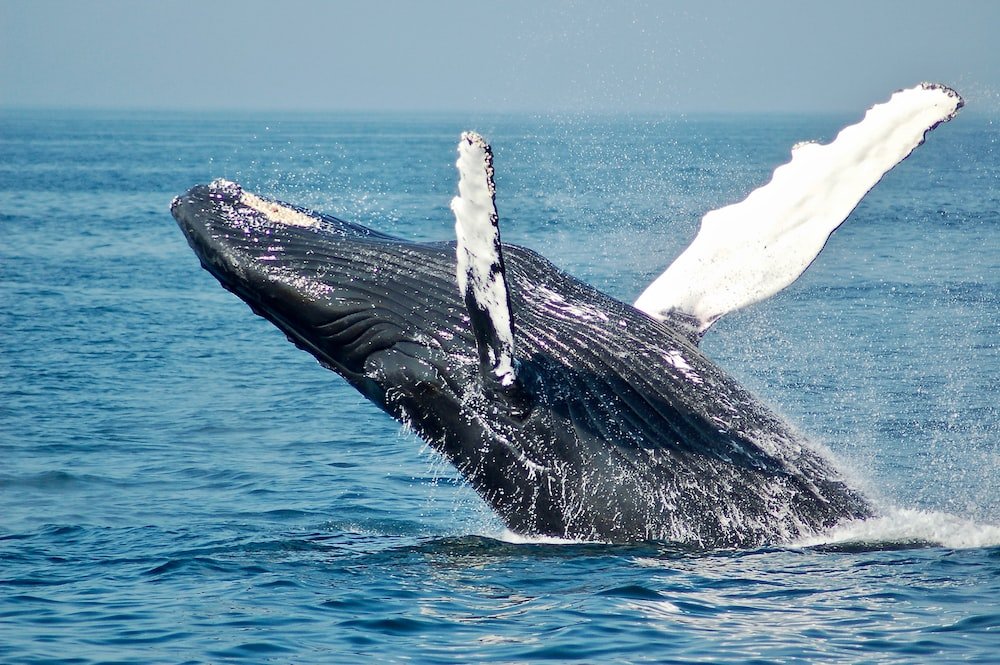 Crypto Whales Are Dumping Ethereum For Cardano — What’s Behind The Shift?